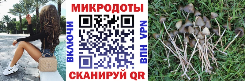 Псилоцибиновые грибы Psilocybe  закладки  Томари 